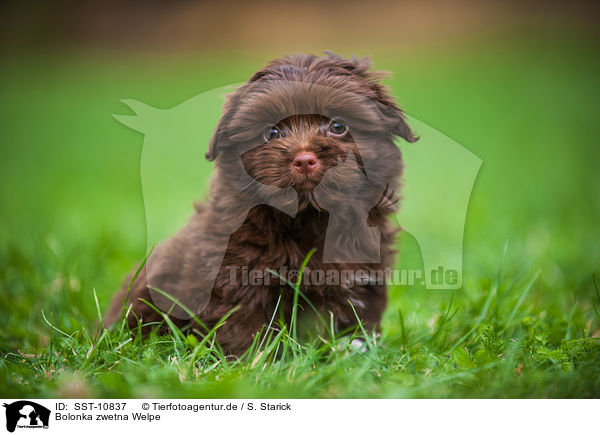 Bolonka zwetna Welpe / Bolonka zwetna puppy / SST-10837