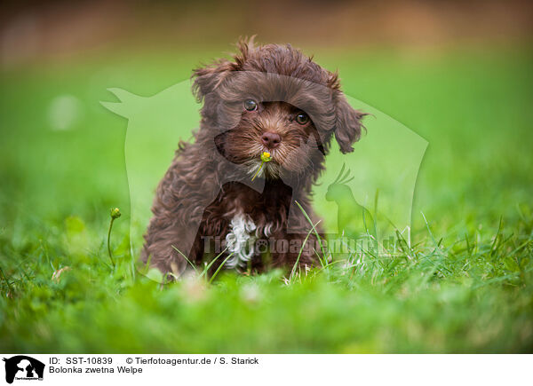 Bolonka zwetna Welpe / Bolonka zwetna puppy / SST-10839