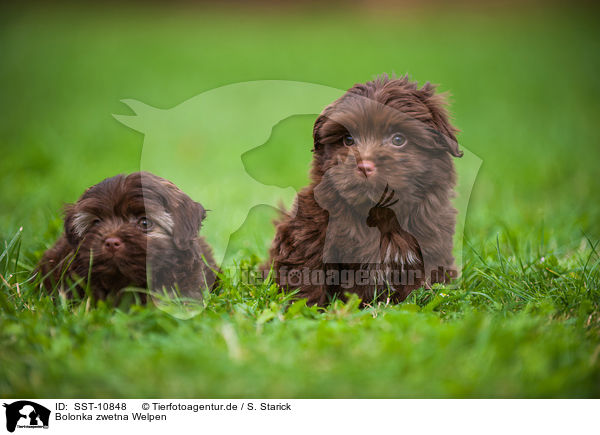 Bolonka zwetna Welpen / Bolonka zwetna puppies / SST-10848