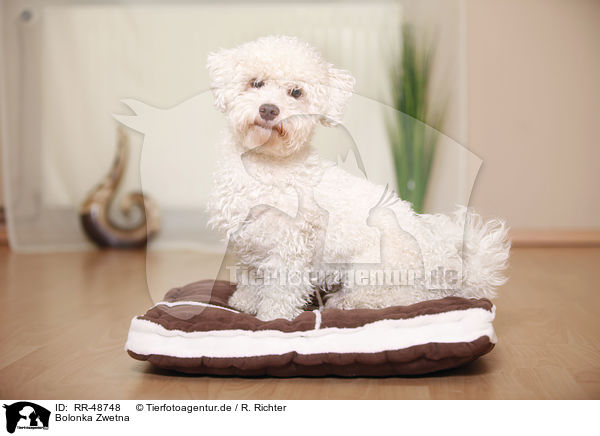 Bolonka Zwetna / Bolonka Zwetna / RR-48748