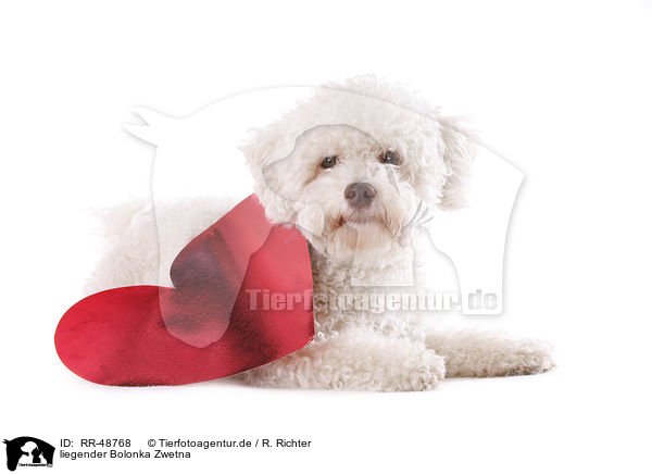 liegender Bolonka Zwetna / RR-48768