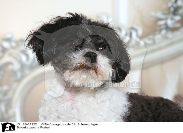 Bolonka zwetna Portrait / Bolonka zwetna Portrait / SS-31322