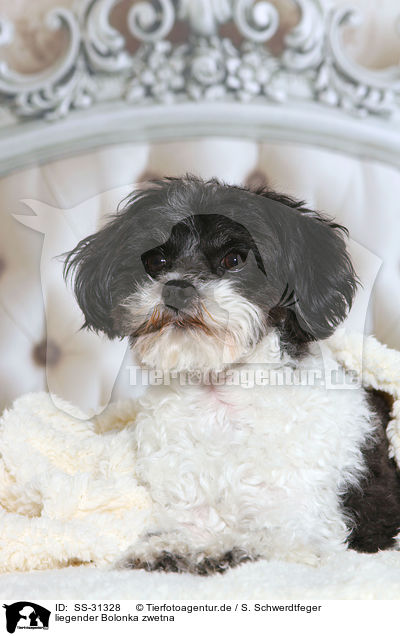 liegender Bolonka zwetna / lying Bolonka zwetna / SS-31328