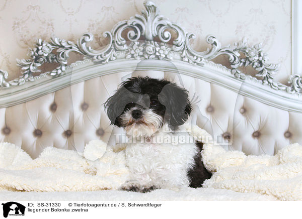 liegender Bolonka zwetna / lying Bolonka zwetna / SS-31330