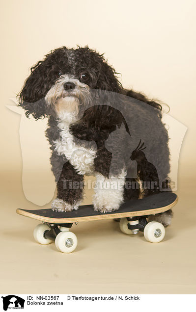 Bolonka zwetna / Bolonka zwetna / NN-03567