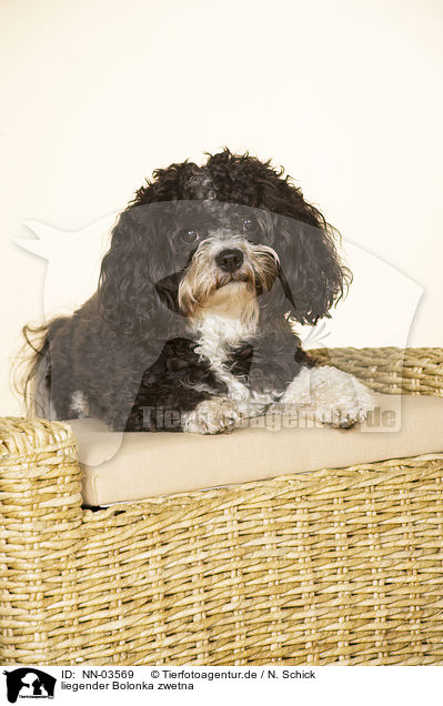 liegender Bolonka zwetna / lying Bolonka zwetna / NN-03569