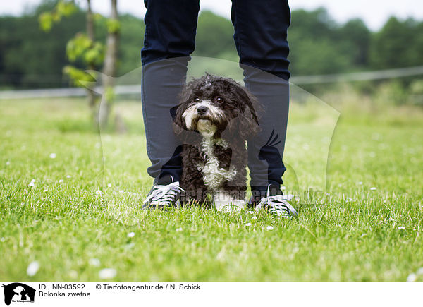 Bolonka zwetna / Bolonka zwetna / NN-03592