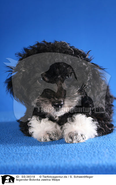 liegender Bolonka zwetna Welpe / lying Bolonka zwetna Puppy / SS-38318