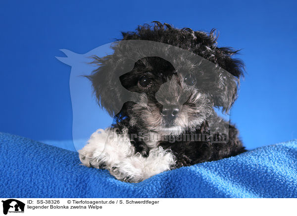 liegender Bolonka zwetna Welpe / lying Bolonka zwetna Puppy / SS-38326