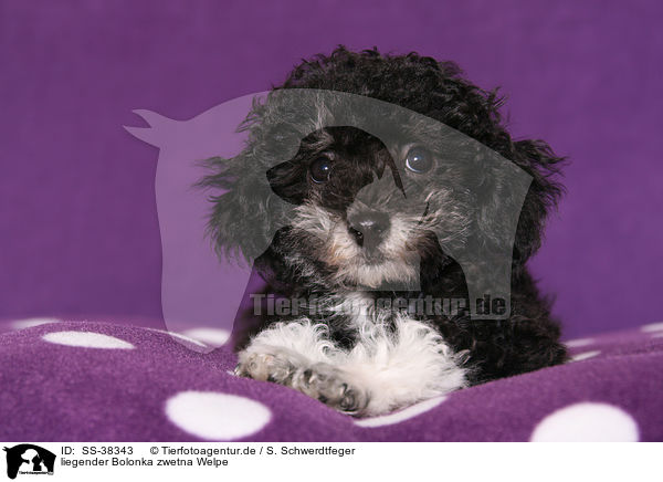 liegender Bolonka zwetna Welpe / lying Bolonka zwetna Puppy / SS-38343