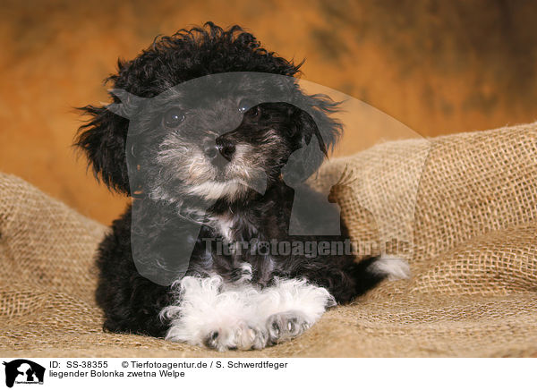 liegender Bolonka zwetna Welpe / lying Bolonka zwetna Puppy / SS-38355
