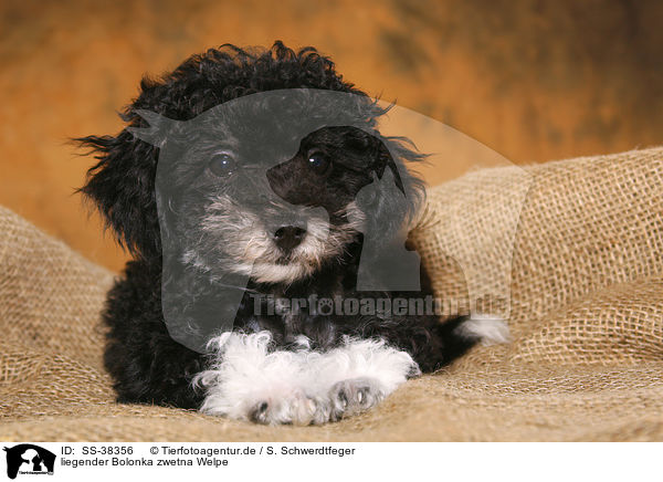 liegender Bolonka zwetna Welpe / lying Bolonka zwetna Puppy / SS-38356