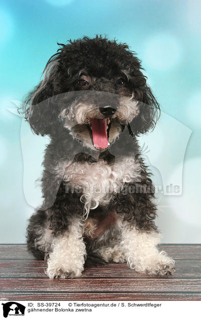 ghnender Bolonka zwetna / yawning Bolonka zwetna / SS-39724