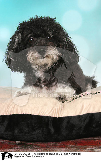 liegender Bolonka zwetna / lying Bolonka zwetna / SS-39728