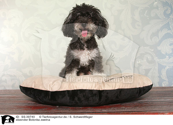 sitzender Bolonka zwetna / sitting Bolonka zwetna / SS-39740