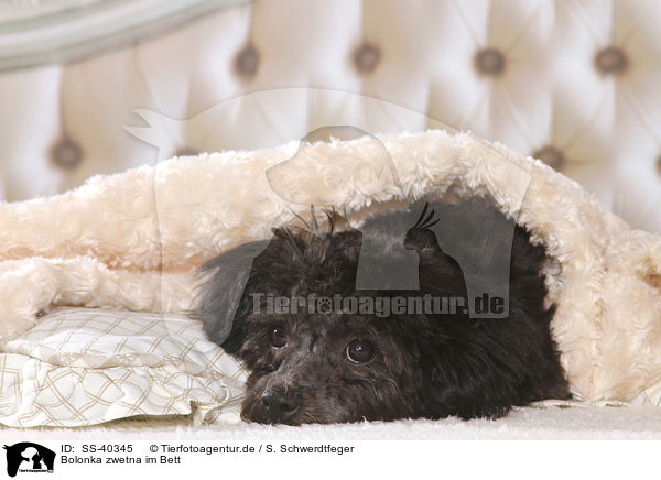 Bolonka zwetna im Bett / Bolonka zwetna in bed / SS-40345