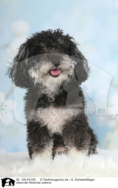 sitzender Bolonka zwetna / sitting Bolonka zwetna / SS-43155