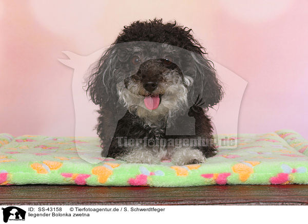 liegender Bolonka zwetna / lying Bolonka zwetna / SS-43158