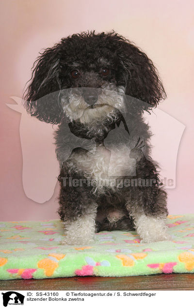sitzender Bolonka zwetna / sitting Bolonka zwetna / SS-43160