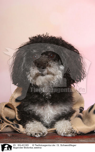 liegender Bolonka zwetna / lying Bolonka zwetna / SS-43165