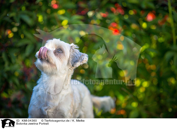 Bolonka zwetna Portrait / Bolonka zwetna Portrait / KMI-04360