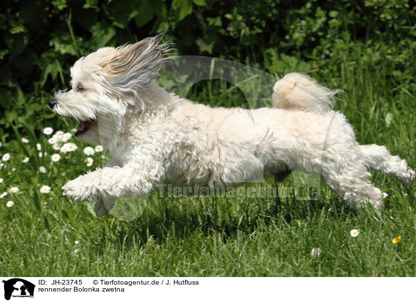 rennender Bolonka zwetna / running Bolonka zwetna / JH-23745