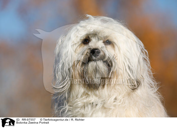 Bolonka Zwetna Portrait / RR-97557