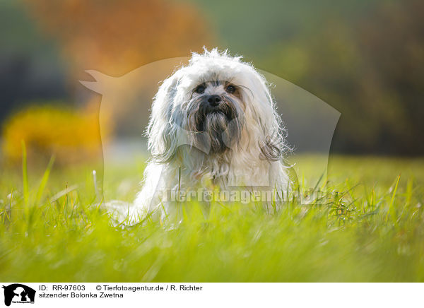 sitzender Bolonka Zwetna / sitting Bolonka Zwetna / RR-97603