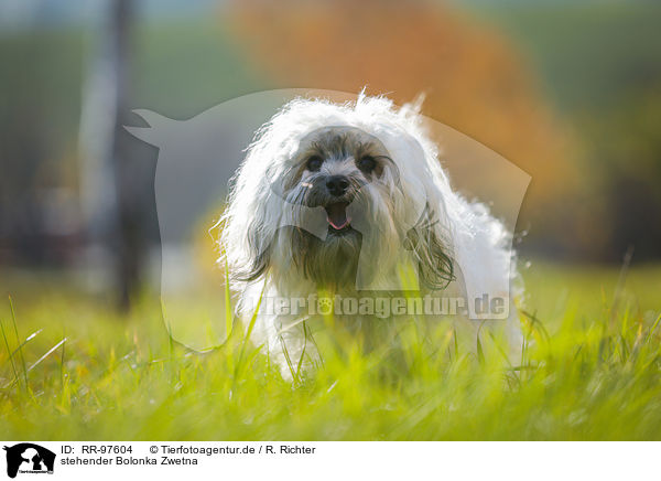 stehender Bolonka Zwetna / standing Bolonka Zwetna / RR-97604