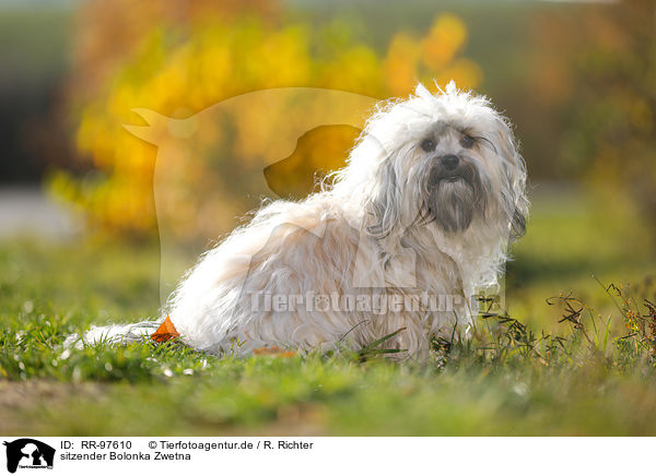 sitzender Bolonka Zwetna / sitting Bolonka Zwetna / RR-97610