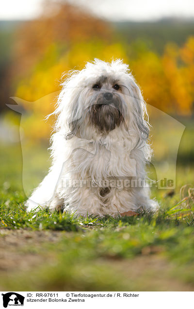 sitzender Bolonka Zwetna / sitting Bolonka Zwetna / RR-97611