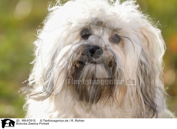 Bolonka Zwetna Portrait / Bolonka Zwetna Portrait / RR-97615