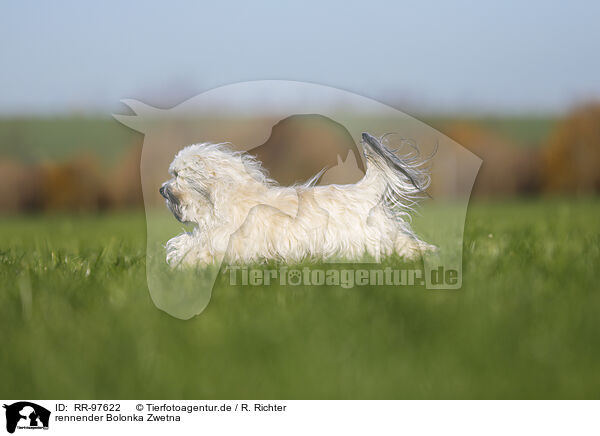 rennender Bolonka Zwetna / running Bolonka Zwetna / RR-97622