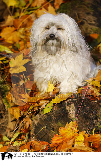 sitzender Bolonka Zwetna / sitting Bolonka Zwetna / RR-97650
