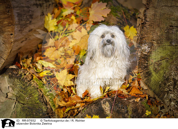 sitzender Bolonka Zwetna / sitting Bolonka Zwetna / RR-97652