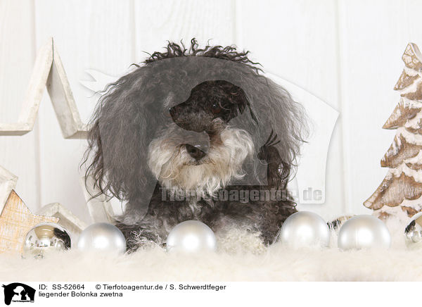 liegender Bolonka zwetna / lying Bolonka zwetna / SS-52664