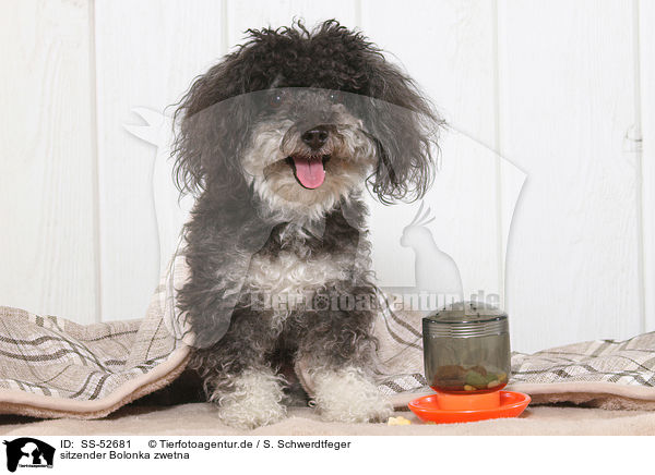 sitzender Bolonka zwetna / sitting Bolonka zwetna / SS-52681