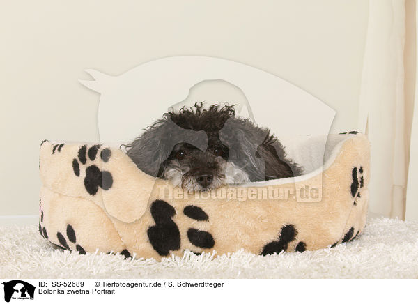 Bolonka zwetna Portrait / Bolonka zwetna Portrait / SS-52689