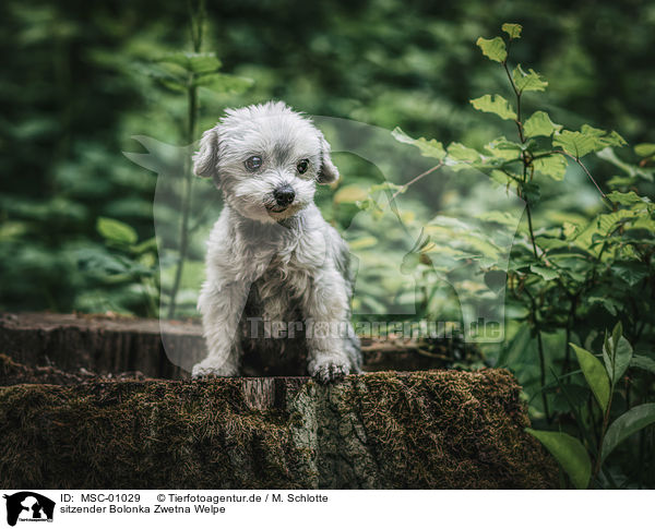 sitzender Bolonka Zwetna Welpe / sitting Bolonka Zwetna Puppy / MSC-01029