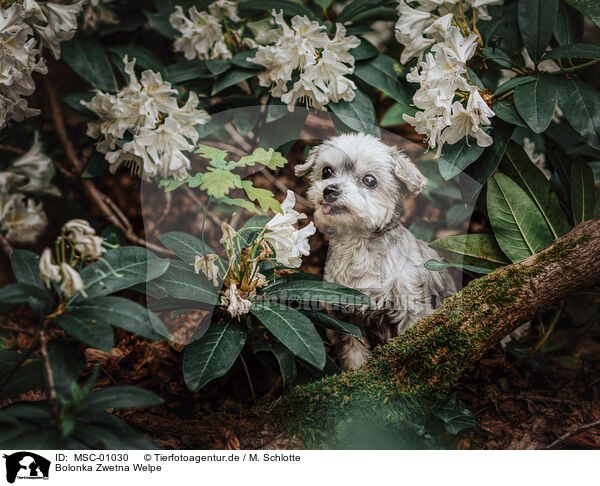 Bolonka Zwetna Welpe / Bolonka Zwetna Puppy / MSC-01030