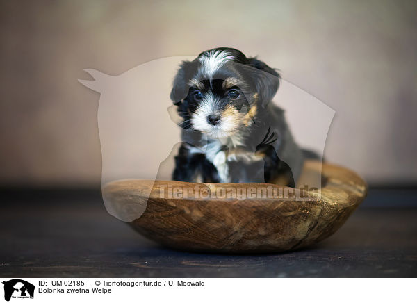Bolonka zwetna Welpe / Bolonka zwetna Puppy / UM-02185