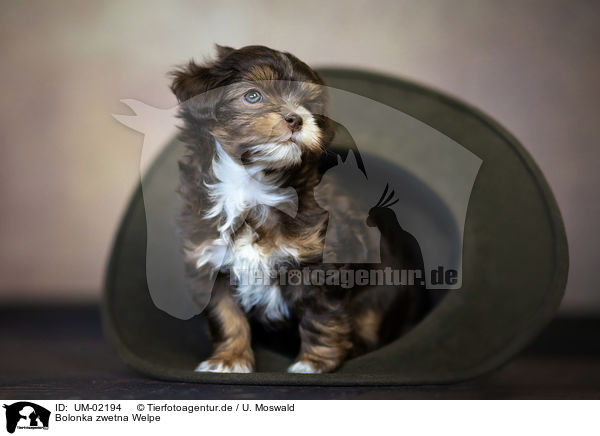Bolonka zwetna Welpe / Bolonka zwetna Puppy / UM-02194