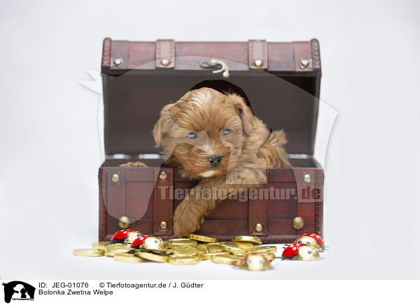 Bolonka Zwetna Welpe / Bolonka Zwetna puppy / JEG-01076