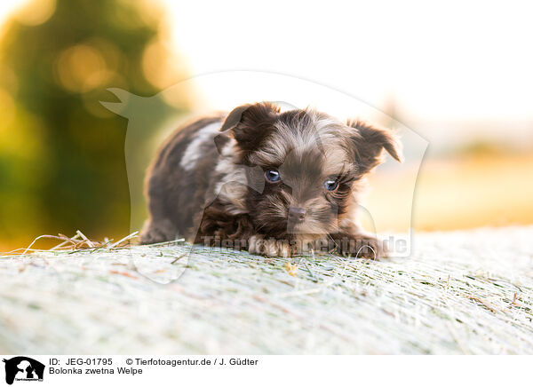 Bolonka zwetna Welpe / Bolonka zwetna Puppy / JEG-01795