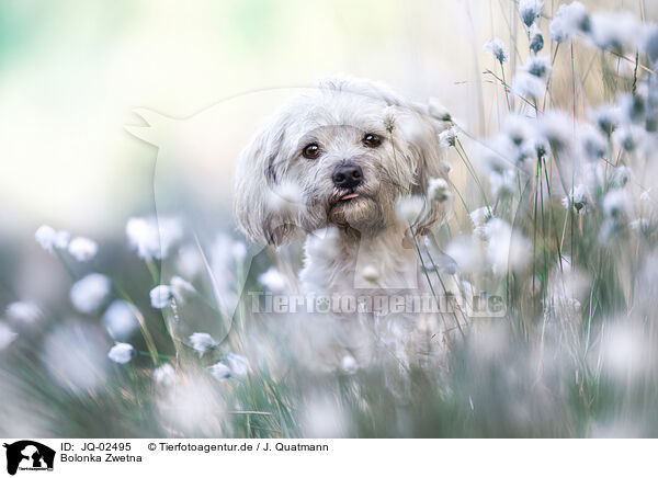 Bolonka Zwetna / Bolonka Zwetna / JQ-02495