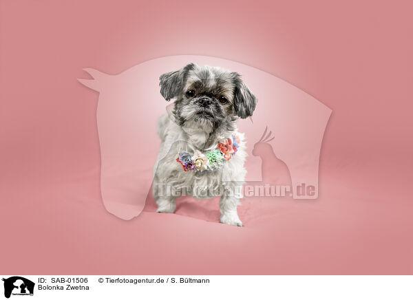 Bolonka Zwetna / Bolonka Zwetna / SAB-01506