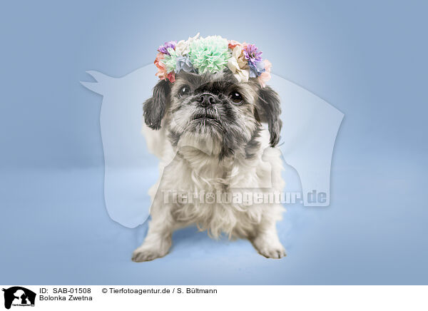 Bolonka Zwetna / Bolonka Zwetna / SAB-01508