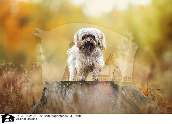 Bolonka Zwetna / Bolonka Zwetna / JEP-02122