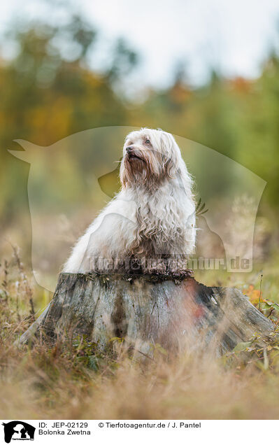 Bolonka Zwetna / Bolonka Zwetna / JEP-02129