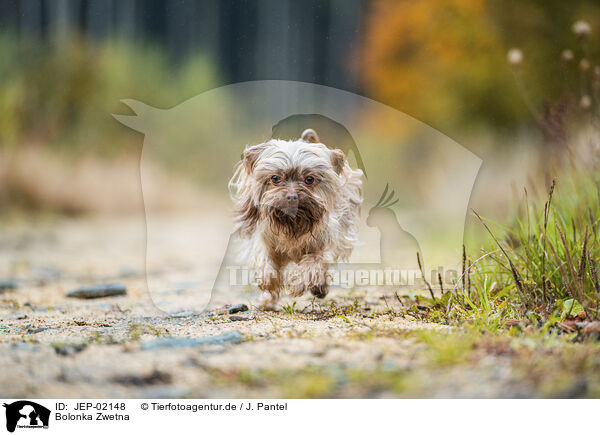 Bolonka Zwetna / Bolonka Zwetna / JEP-02148